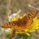 Myrtle's silverspot butterfly on a yellow flower