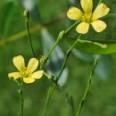 Two small yellow flowers The flowers are less than half an inch wide show 5 yellow spreading petals, 5 and 5 separate styles. Small buds and green stems are also visible