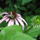 Bumblebee foraging on a flower with a dark red center and long pink petals surrounded by green leaves and immature, green flower heads.