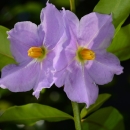 a cluster of purple flowers