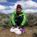 Heather Hollis handling pronghorn neonates.