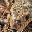 Mr. Snake, a Louisiana pinesnake that helps the U.S. Forest Service with education and outreach, lying in pine straw July 11, 2022.