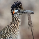 A roadrunner holds a lizard in its mouth