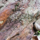 Snail crawling up a vertical rock face