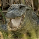 American Alligator