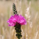 several pink cup flowers growing halfway up a flower stalk