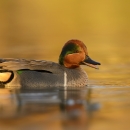Green-Winged Teal