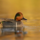 Green-Winged Teal