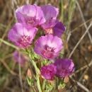 a bunch of pink cup-shaped flowers