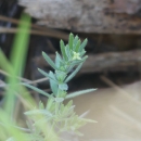 a plant with many small hairy leaves growing on a stalk and a single pale yellow flower