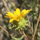 Small yellow flower