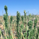 seedheads growing out of dry dirt with two grasshoppers on them