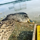 closeup of a female mallard 