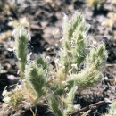 seed heads of sacramento orcutt grass 