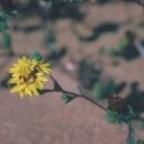 a flower stalk with several long petaled yellow flowers with red centers