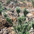 grass seed heads growing out of dry cracked dirt