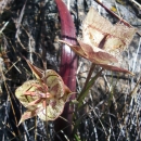 a cream and dusky purple flower growing among dead grass and rocks