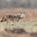 older female red wolf crossing a field