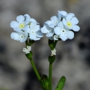 close up of two flowerheads of small yellow flowers