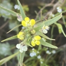 small yellow and white three petaled flowers