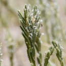 close up of a flowering grass head