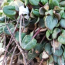 small dark green leaves growing tightly together against the ground