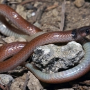 The rim rock crowned snake is small, 7- to 9-inches with a black cap, a tan to beige back, and a pinkish white to cream belly. He is curled around a rock on the ground.