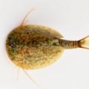 A close up picture of a vernal pool tadpole shrimp from the top down.