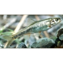Small silver-colored fish in water
