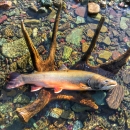 Large fish laying in an antler in water on top of a bed of colorful stones 