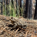 a gray and olive colored fat toad with bumpy skin sits on pine needles in a burned forest