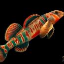 a vibrant orange and blue fish with a contrasting black background