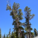 Large whitebark pine tree