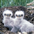 Two bald eagle chicks look into camera from their nest.