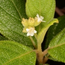 a green plant with white flowers