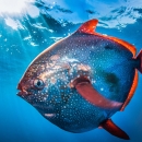 a round polka dotted fish with red fins