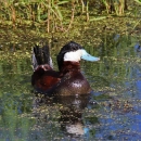 A brown and white duck with a blue bill in a pond