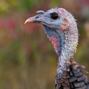 Image of turkey head