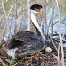 A western grebe sitting on a nest at Deer Flat National Wildlife Refuge