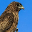 The profile of an ʻio. It has different shades of brown feathers, from light, sandy brown to a dark oak. It also has a yellow beak and large black eye.