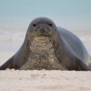 A Hawaiian monk seal sits on a beach.