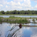 Horicon Marsh