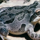 An Illinois Chorus Frog 