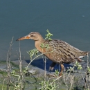 Yuma Ridgway's rail standing in water