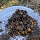 A Western bumble bee nest sits on a paper plate