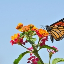 Monarch butterfly