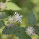 a shrub with green leaves and white flowers