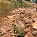 A frog on the edge of a pond with a person standing out-of-focus in the background.