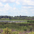 View of freshwater marsh.