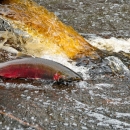 a fish in water by a log